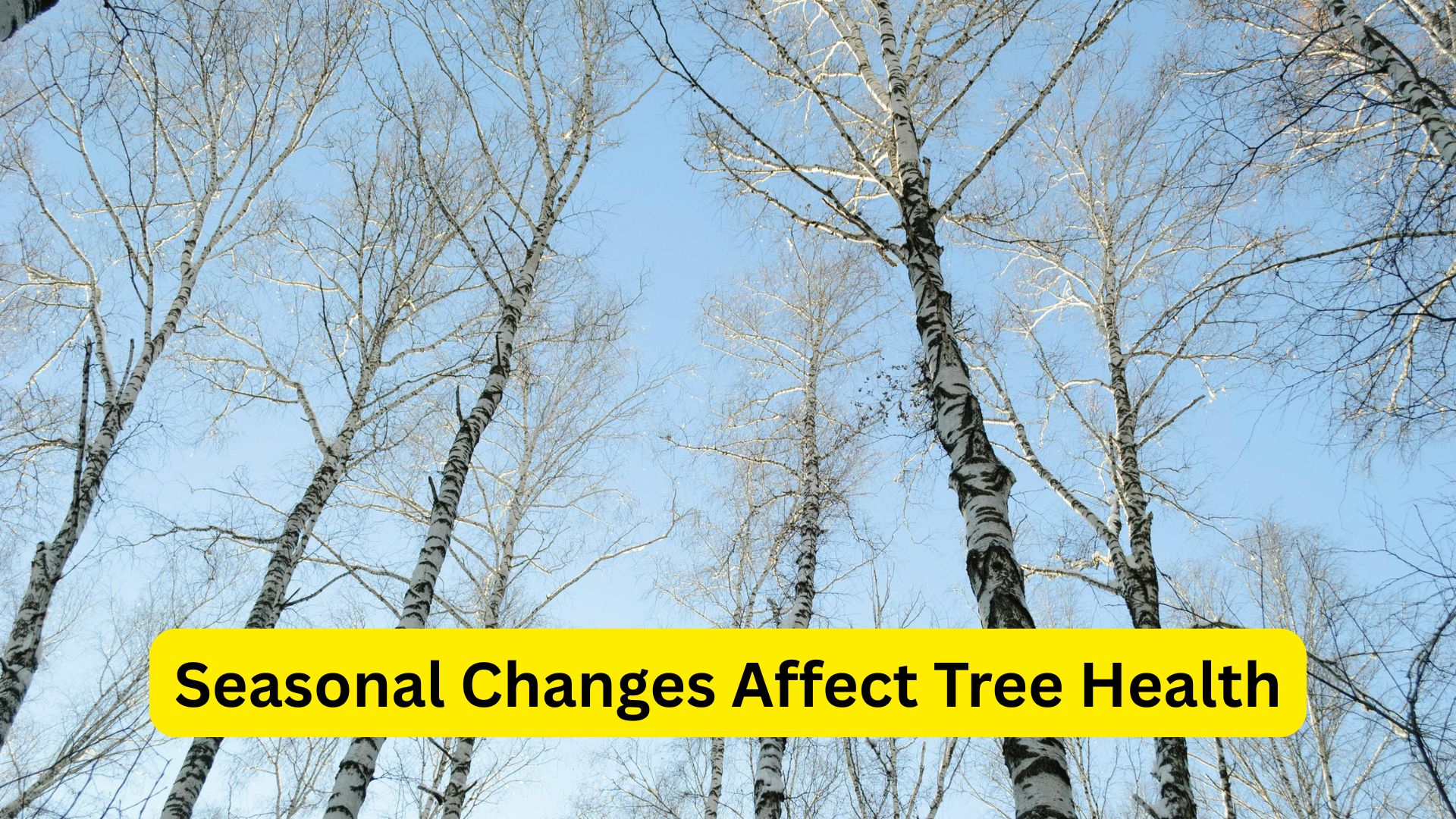 How Seasonal Changes Affect Tree Health in St. Louis, MO