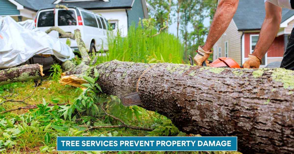 How Professional Tree Services Prevent Property Damage in Lafayette, LA