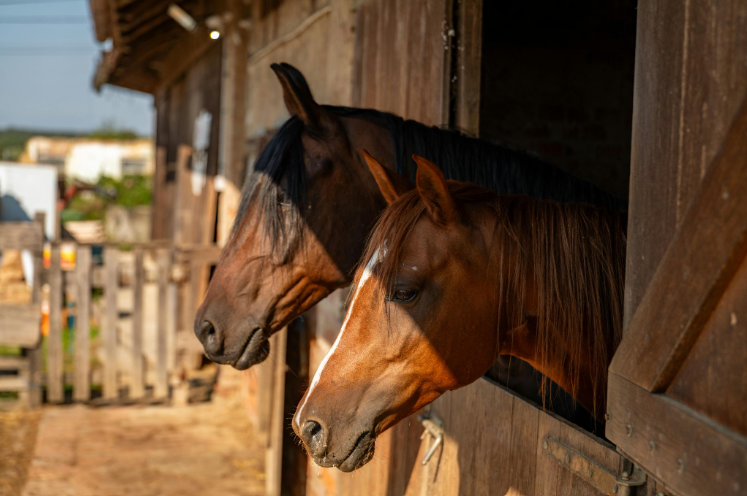 Estate Features That Actually Add Lifestyle Value for Buyers