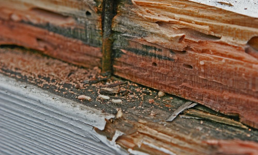 Are Termite Swarmers a Sign of a Bigger Infestation
